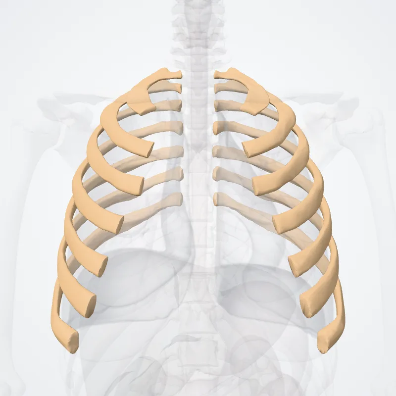 Costae verae (True ribs) hervorgehoben in einem 3D-Modell des menschlichen Körpers