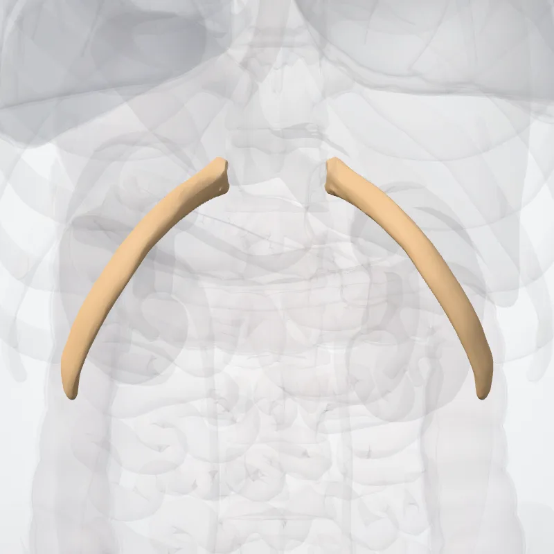 Duodecima costa (Twelfth rib) hervorgehoben in einem 3D-Modell des menschlichen Körpers