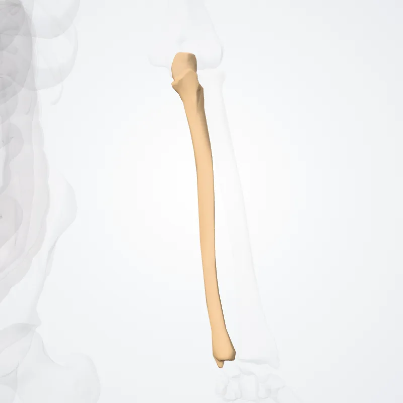 Ulna, die Struktur, an der diese Landmarke liegt