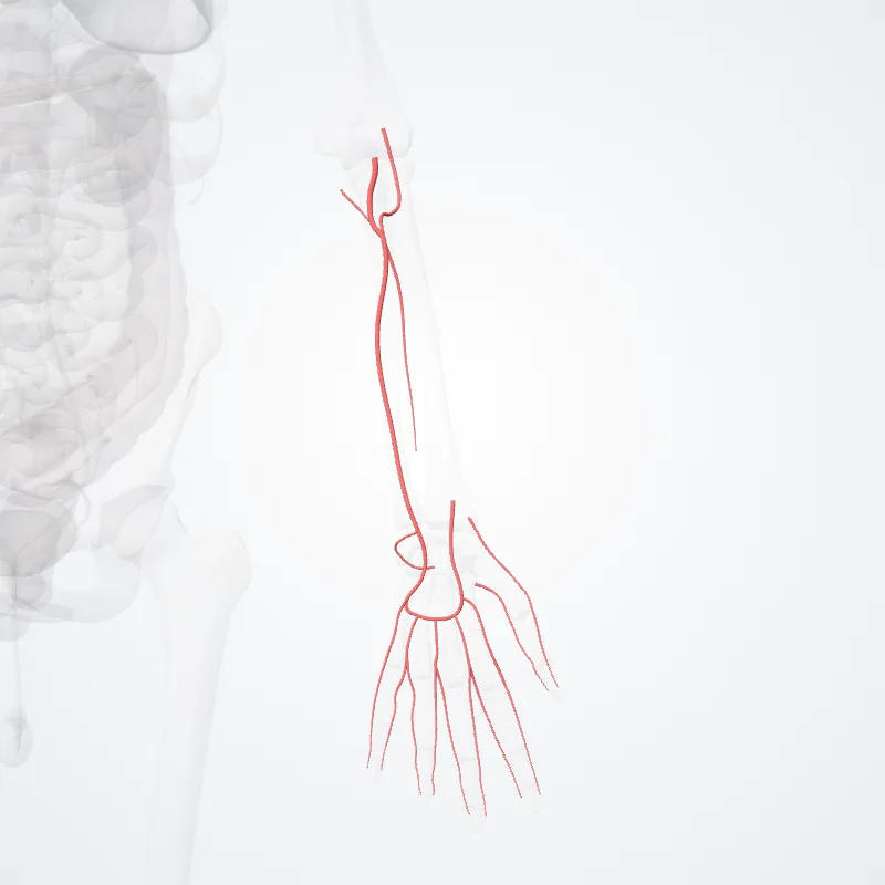 Arteria ulnaris (Ulnar artery) hervorgehoben in einem 3D-Modell des menschlichen Körpers