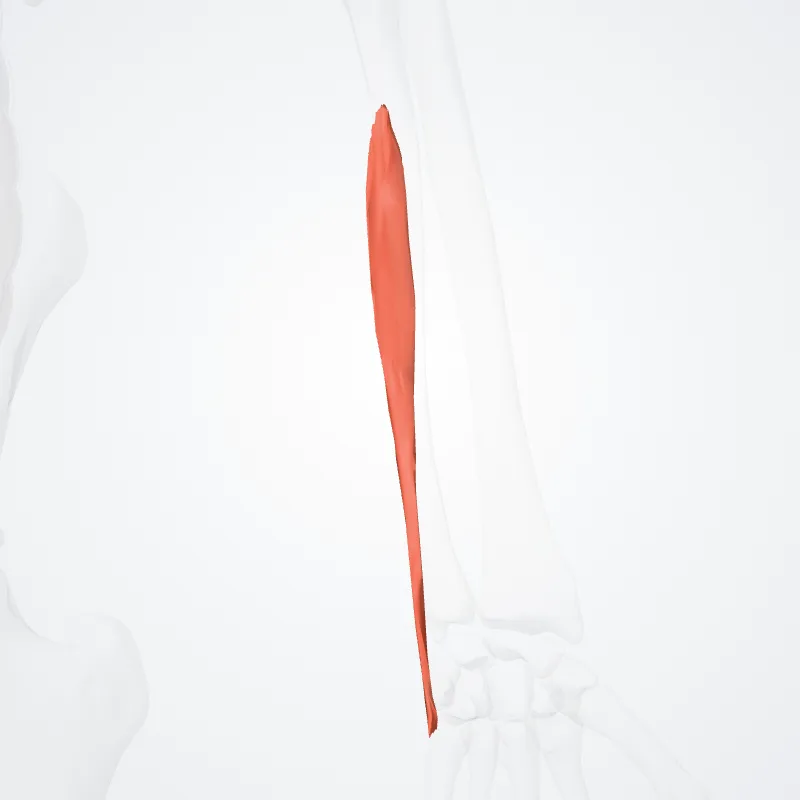 Caput ulnare extensoris ulnaris carpi (Ulnar head of extensor carpi ulnaris) hervorgehoben in einem 3D-Modell des menschlichen Körpers