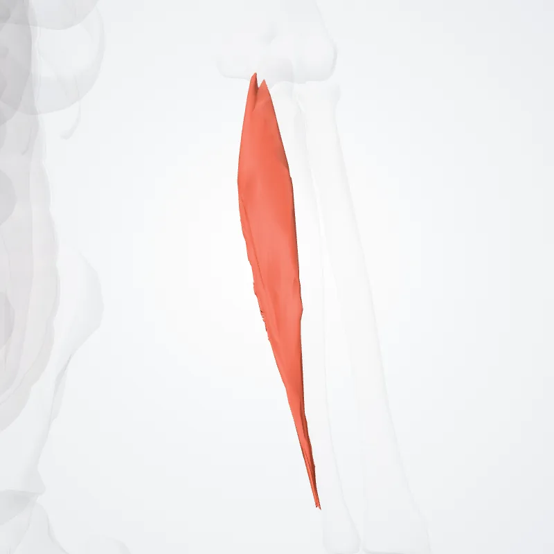 Caput ulnare flexoris ulnaris carpi (Ulnar head of flexor carpi ulnaris) hervorgehoben in einem 3D-Modell des menschlichen Körpers