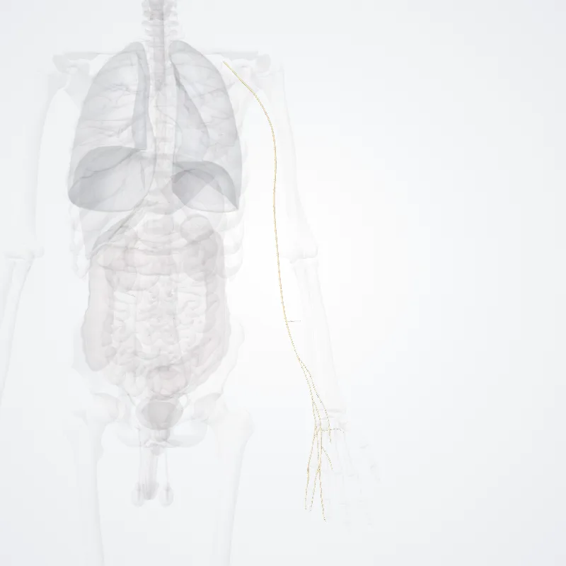 Ulnar nerve (Nervus ulnaris) highlighted in a 3D model of the human body