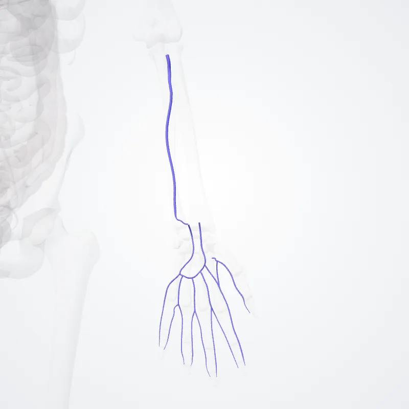 Ulnar veins (Venae ulnares) highlighted in a 3D model of the human body