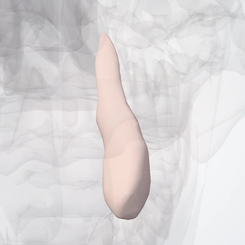 Upper canine (Dens caninus superioris) highlighted in a 3D model of the human body