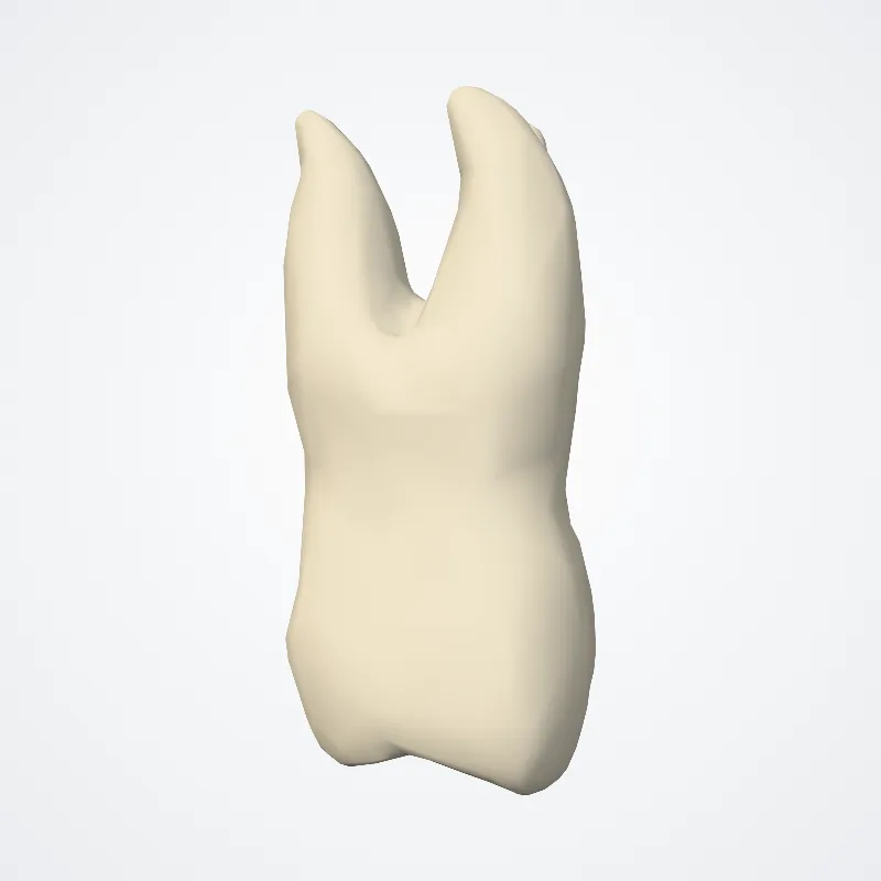 Dens molaris primus suprioris (Upper first molar tooth) hervorgehoben in einem 3D-Modell des menschlichen Körpers