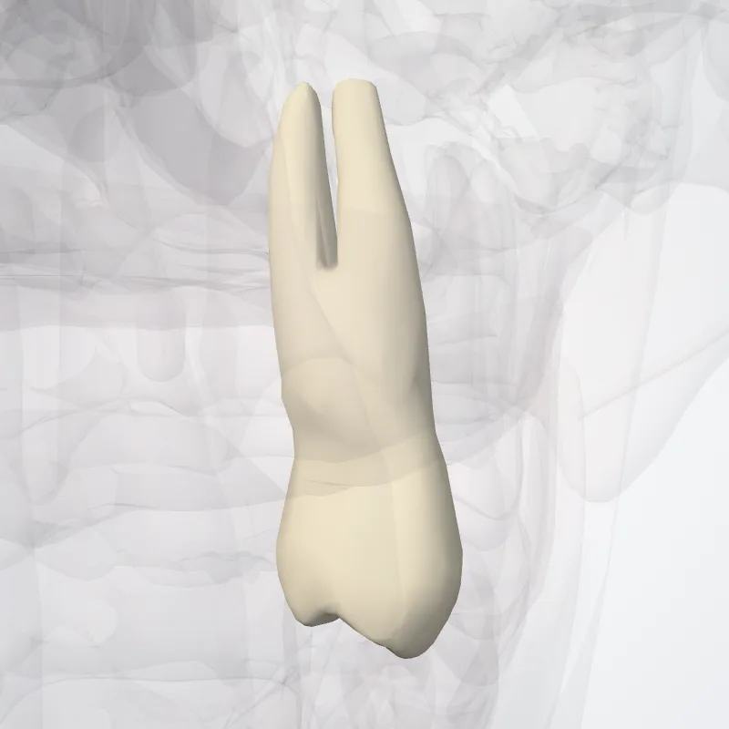 Dens premolaris primus superioris (Upper first premolar) hervorgehoben in einem 3D-Modell des menschlichen Körpers