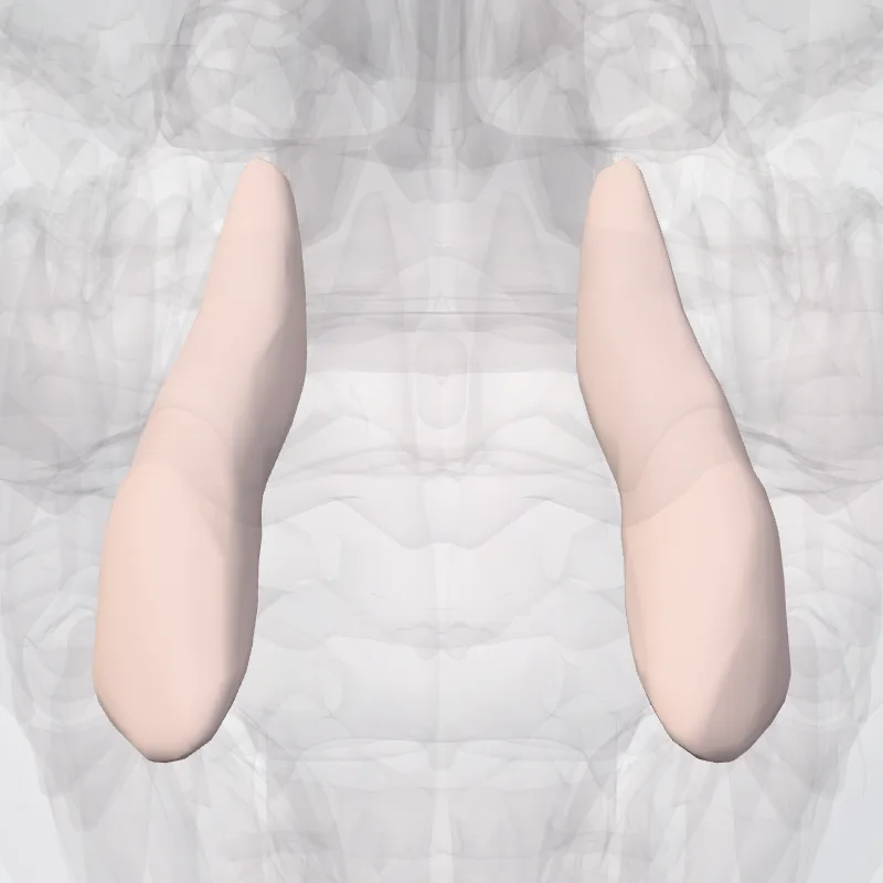 Dens incisivus lateralis superioris (Upper lateral incisor) hervorgehoben in einem 3D-Modell des menschlichen Körpers