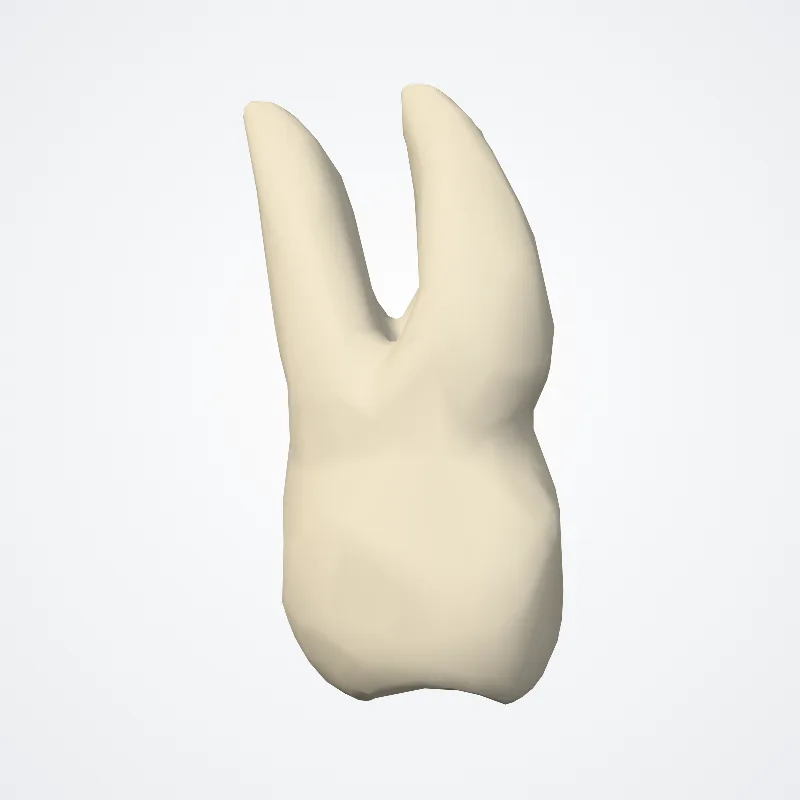 Dens molaris secundus superioris (Upper second molar tooth) hervorgehoben in einem 3D-Modell des menschlichen Körpers