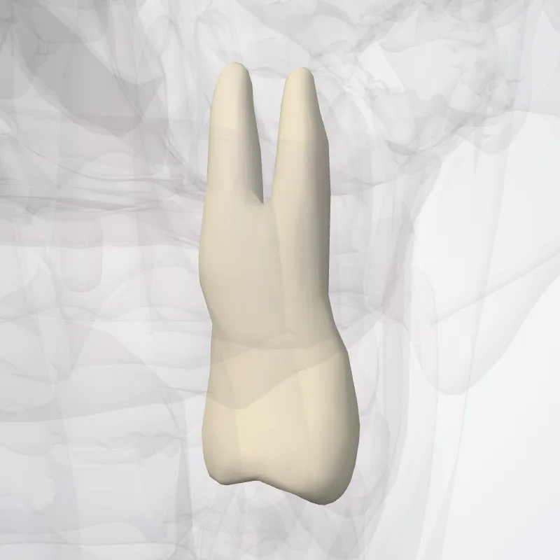 Upper second premolar (Dens premolaris secundus superioris) highlighted in a 3D model of the human body