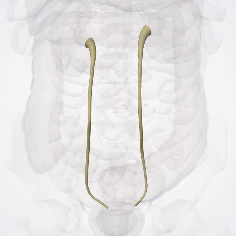Ureter hervorgehoben in einem 3D-Modell des menschlichen Körpers