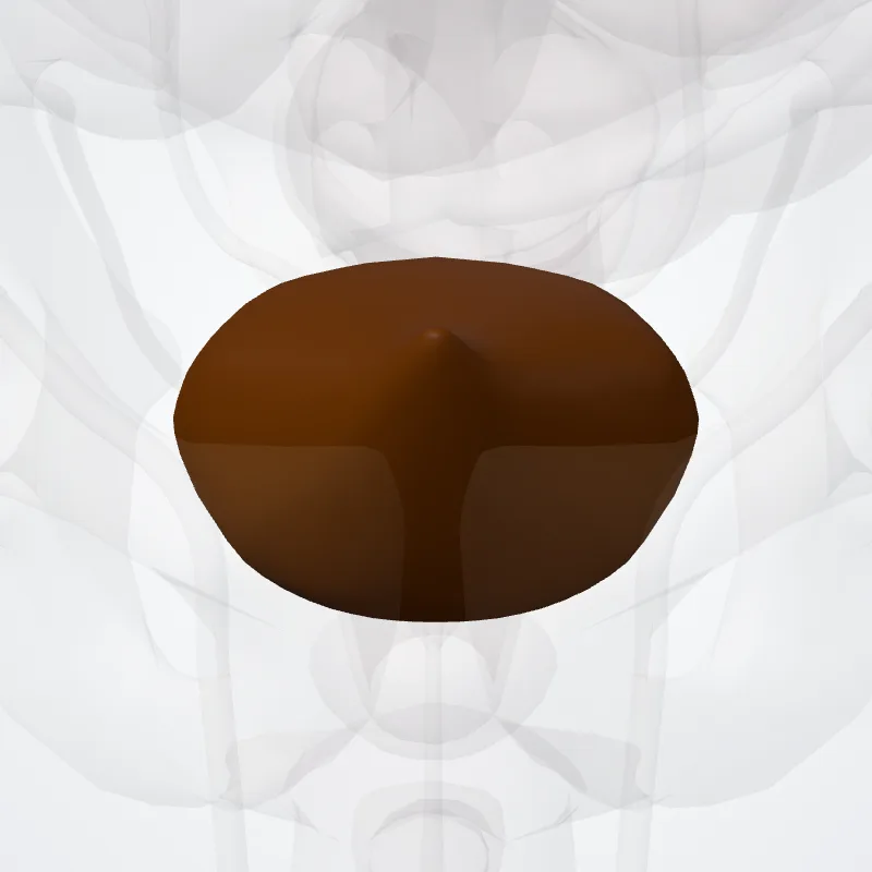 Vesica urinaria, die Struktur, an der diese Landmarke liegt