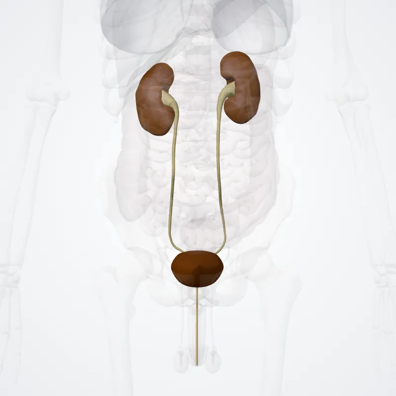 Urinary system (Systema urinarium) highlighted in a 3D model of the human body