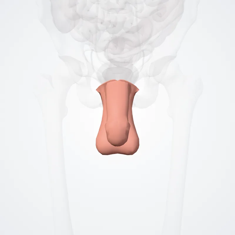 Regio urogenitalis (Urogenital region) hervorgehoben in einem 3D-Modell des menschlichen Körpers