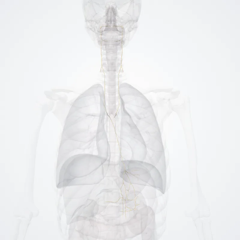 Nervus vagus (X) (Vagus nerve (X)) hervorgehoben in einem 3D-Modell des menschlichen Körpers