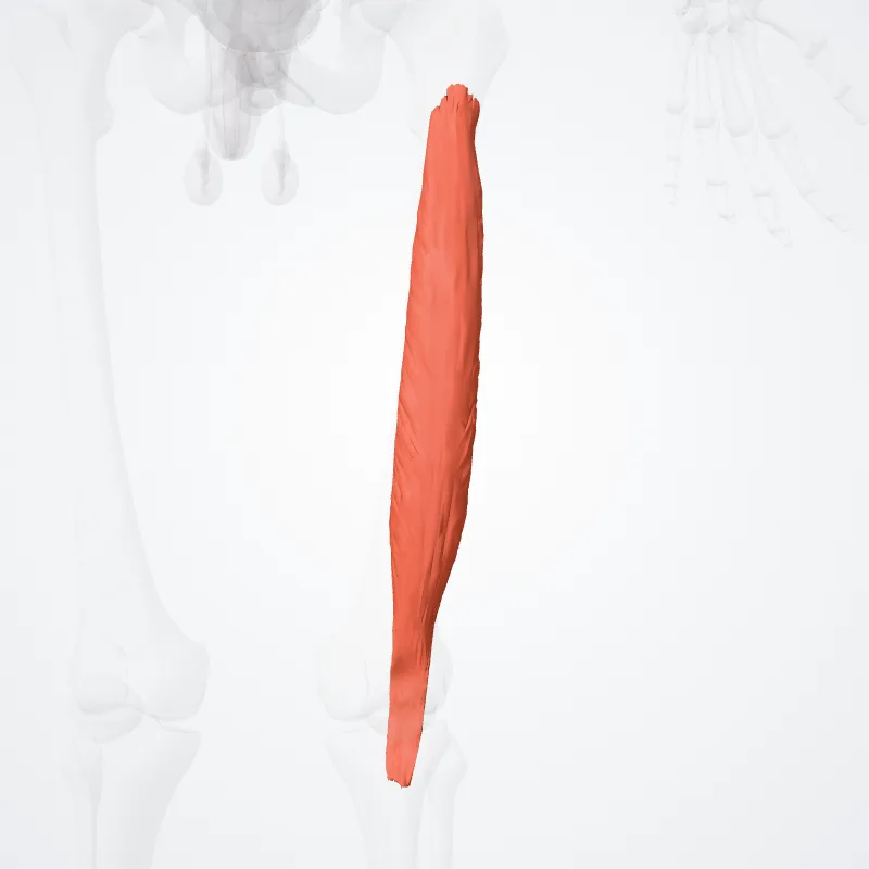 Vastus intermedius muscle (Musculus vastus intermedius) highlighted in a 3D model of the human body