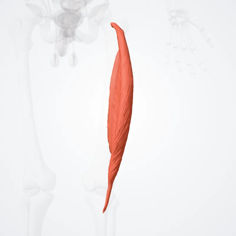 Vastus lateralis muscle (Musculus vastus lateralis) highlighted in a 3D model of the human body