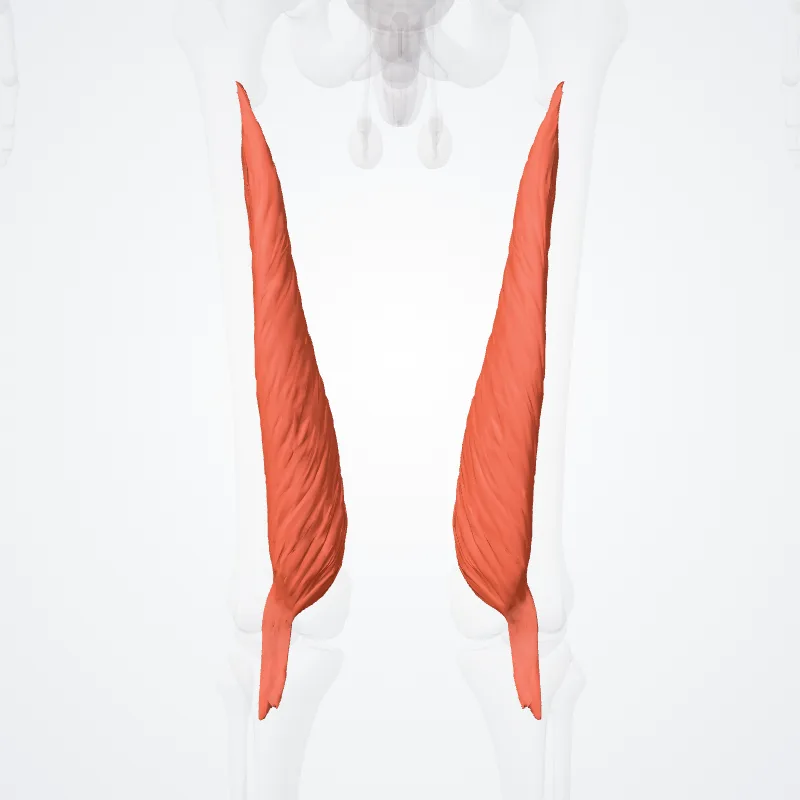 Musculus vastus medialis (Vastus medialis muscle) hervorgehoben in einem 3D-Modell des menschlichen Körpers