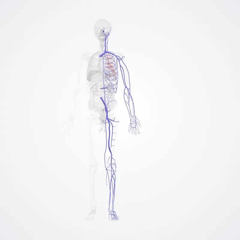 Sistema venosum (Venous system) hervorgehoben in einem 3D-Modell des menschlichen Körpers