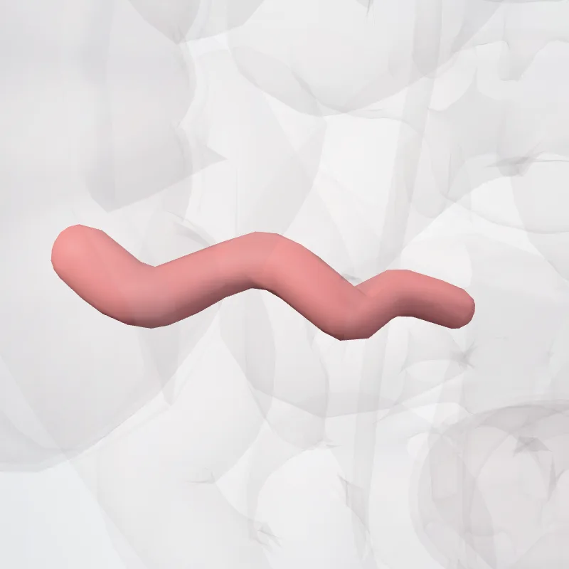Appendix vermiformis (Vermiform appendix) hervorgehoben in einem 3D-Modell des menschlichen Körpers