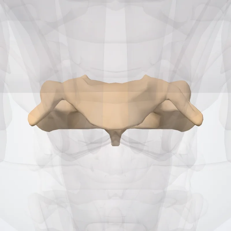 Vertebra cervicalis III (Vertebra C3) hervorgehoben in einem 3D-Modell des menschlichen Körpers