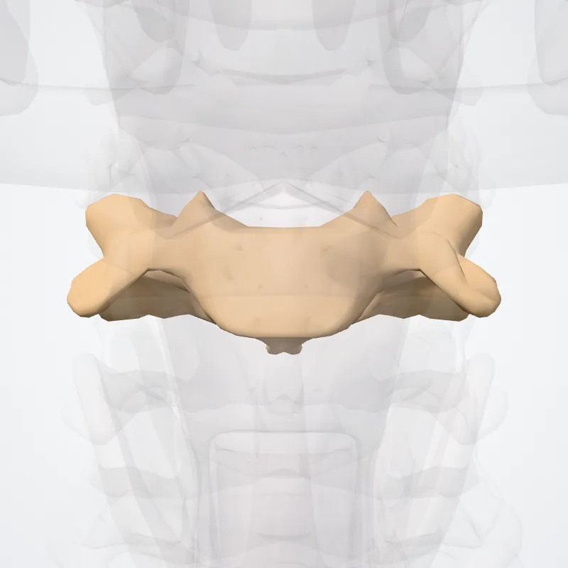 Vertebra C4, the structure this landmark is on