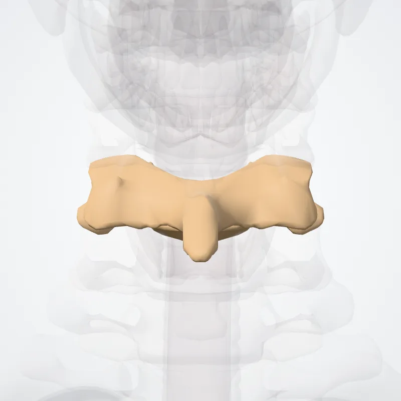 Vertebra C5 (Vertebra cervicalis V) highlighted in a 3D model of the human body