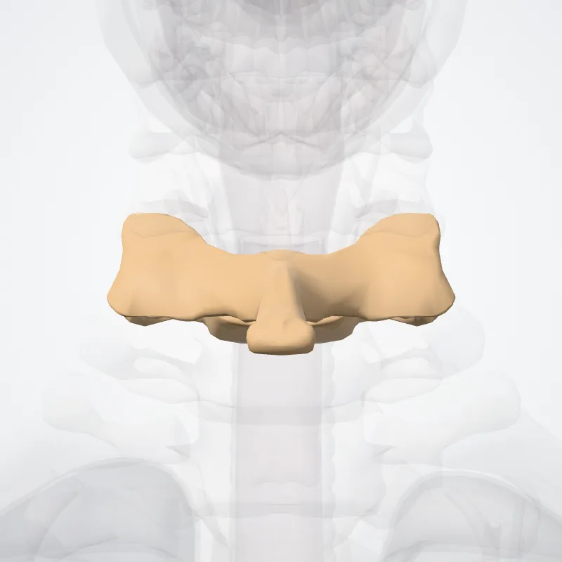 Vertebra cervicalis VI (Vertebra C6) hervorgehoben in einem 3D-Modell des menschlichen Körpers