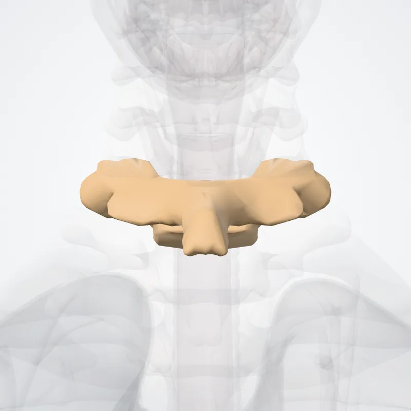 Vertebra cervicalis VII (Vertebra C7) hervorgehoben in einem 3D-Modell des menschlichen Körpers