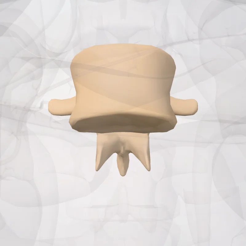 Vertebra L1 (Vertebra lumborum I) highlighted in a 3D model of the human body