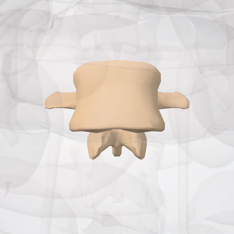 Vertebra L2 (Vertebra lumborum II) highlighted in a 3D model of the human body