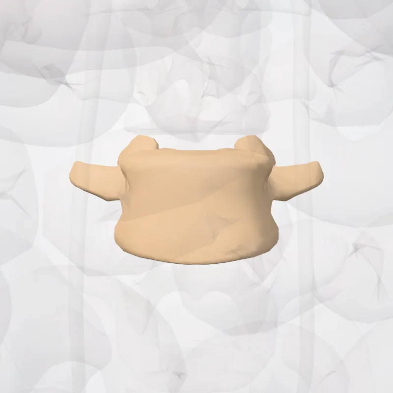 Vertebra L4 (Vertebra lumborum IV) highlighted in a 3D model of the human body