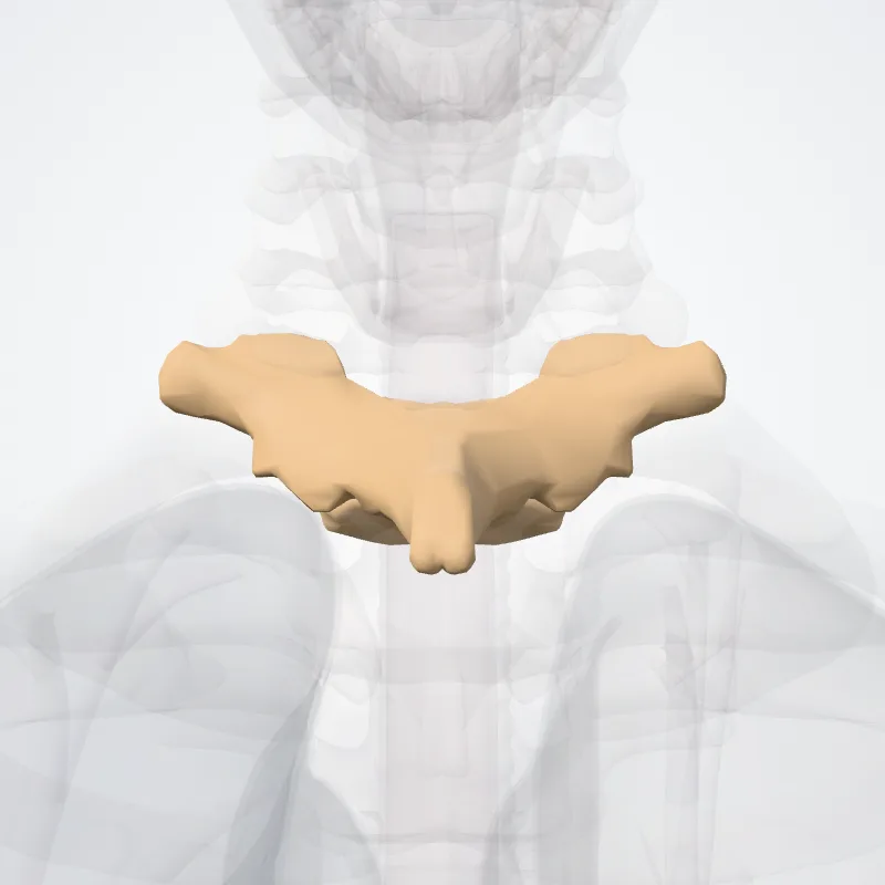 Vertebra T1 (Vertebra thoracis I) highlighted in a 3D model of the human body