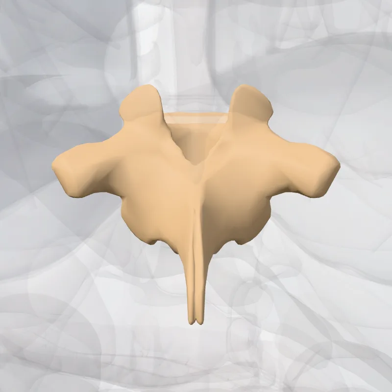 Vertebra T10 (Vertebra thoracis X) highlighted in a 3D model of the human body