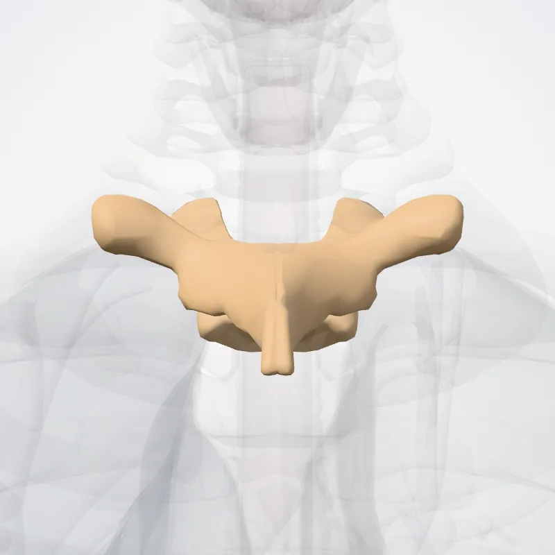 Vertebra thoracis II (Vertebra T2) hervorgehoben in einem 3D-Modell des menschlichen Körpers