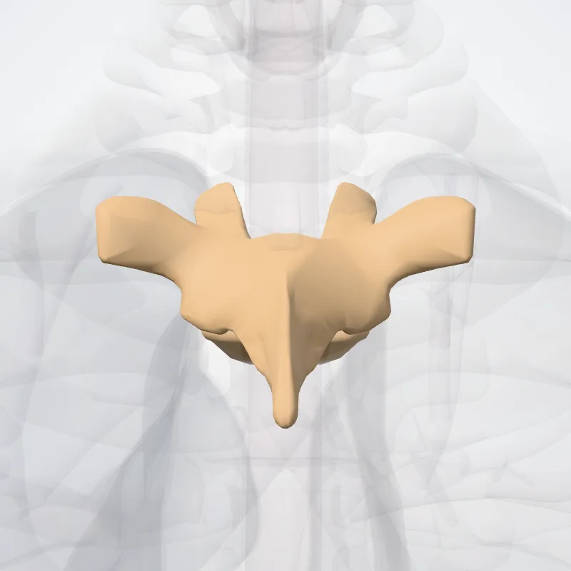 Vertebra T3 (Vertebra thoracis III) highlighted in a 3D model of the human body