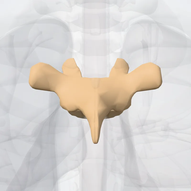 Vertebra thoracis IV (Vertebra T4) hervorgehoben in einem 3D-Modell des menschlichen Körpers