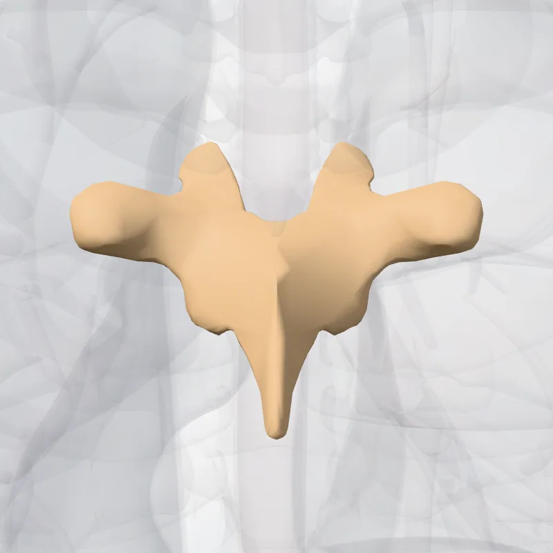 Vertebra T5 (Vertebra thoracis V) highlighted in a 3D model of the human body