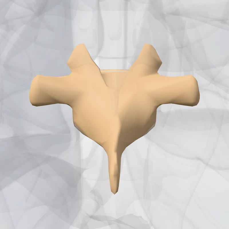 Vertebra T8 (Vertebra thoracis VIII) highlighted in a 3D model of the human body