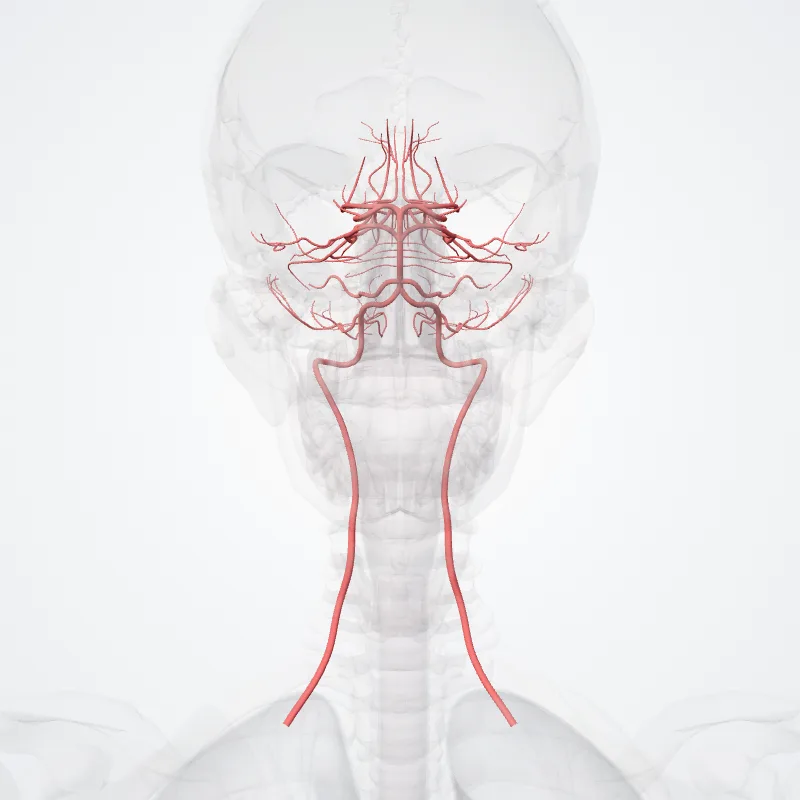 Arteria vertebralis (Vertebral artery) hervorgehoben in einem 3D-Modell des menschlichen Körpers