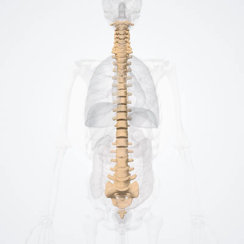 Vertebral column (Columna vertebralis) highlighted in a 3D model of the human body
