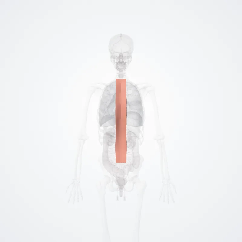 Vertebral region (Regio vertebralis) highlighted in a 3D model of the human body