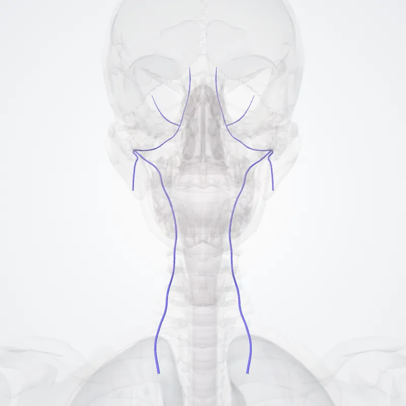 Vertebral vein (Vena vertebralis) highlighted in a 3D model of the human body