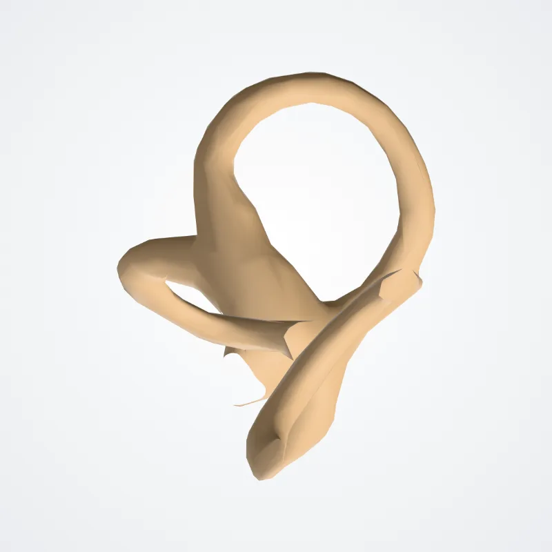 Vestibulum (Vestibule) hervorgehoben in einem 3D-Modell des menschlichen Körpers