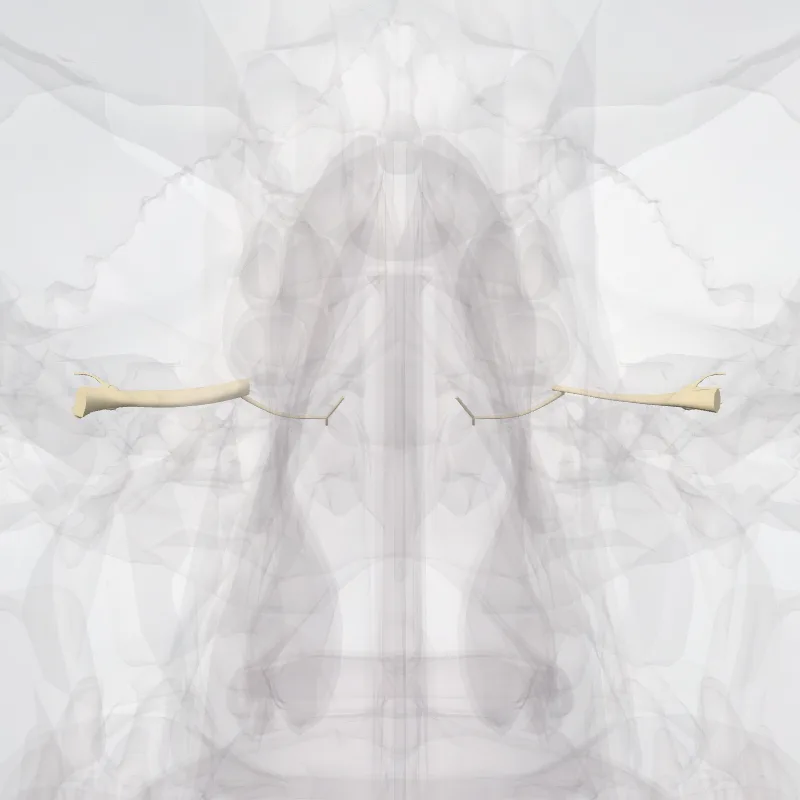 Vestibulocochlear nerve (VIII) (Nervus vestibulocochlearis (VIII)) highlighted in a 3D model of the human body