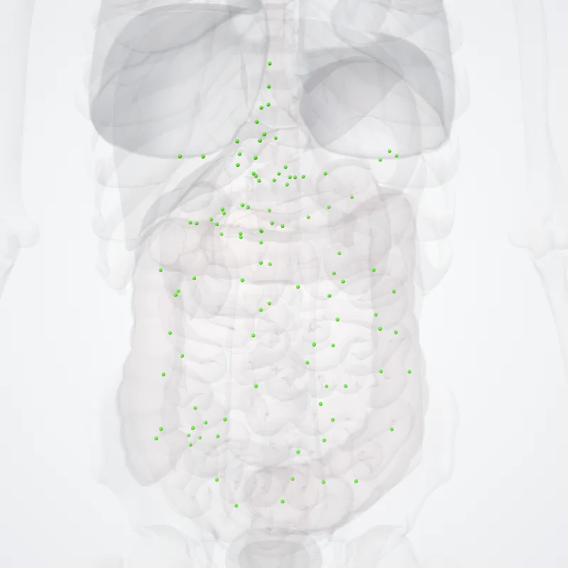Visceral abdominal lymph nodes (Nodi lymphoidei visceraies abdominis) highlighted in a 3D model of the human body