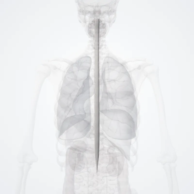 White matter of spinal cord (Substantia alba medullae spinalis) highlighted in a 3D model of the human body