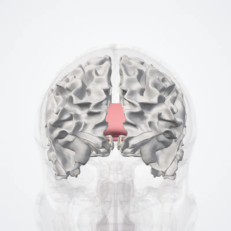 White matter of telencephalon (Substantia alba telencephali) highlighted in a 3D model of the human body