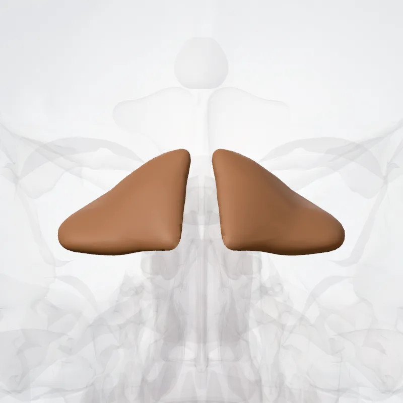 Wing of central lobule (Ala lobuli centralis) highlighted in a 3D model of the human body