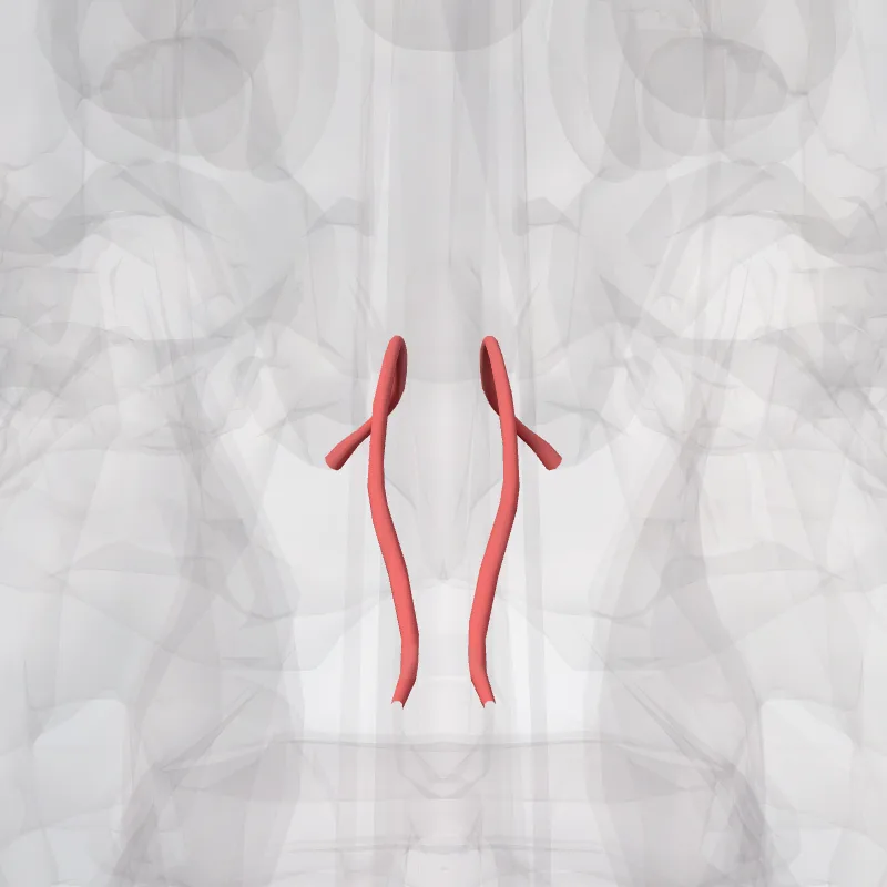 ?x highlighted in a 3D model of the human body